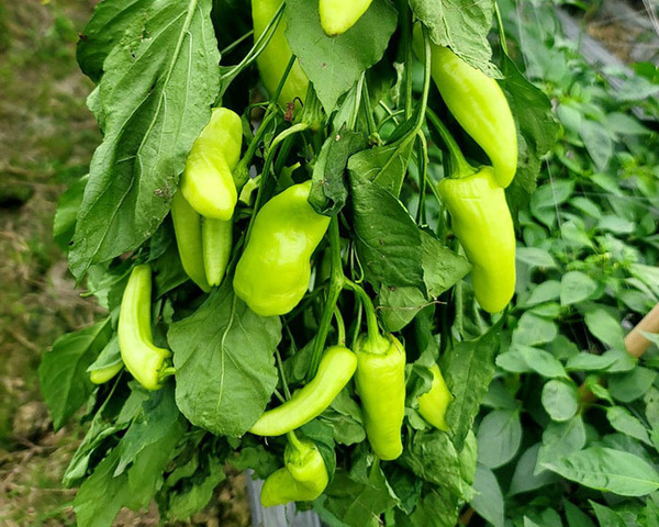 Hình ảnh công ty