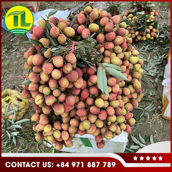 Vải