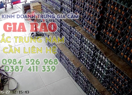Hình ảnh hoạt động cơ sở trứng gia cầm Gia Bảo