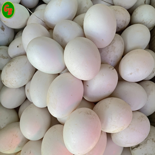 Trứng vịt lộn 23kg
