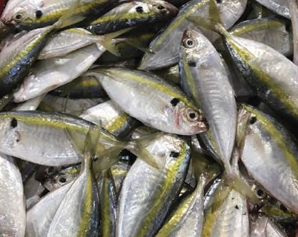 Cá chỉ vàng đông lạnh - Thủy Hải Sản Oceansix Foods - Công Ty TNHH Oceansix Foods