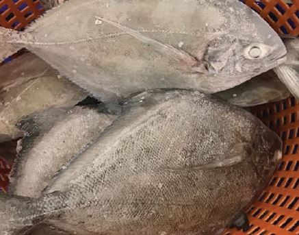 Cá chim đen đông lạnh - Thủy Hải Sản Oceansix Foods - Công Ty TNHH Oceansix Foods