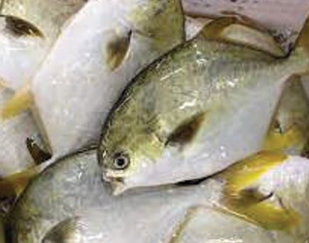 Cá chim vẩy vàng đông lạnh - Thủy Hải Sản Oceansix Foods - Công Ty TNHH Oceansix Foods