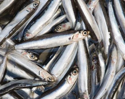 Cá cơm xám đông lạnh - Thủy Hải Sản Oceansix Foods - Công Ty TNHH Oceansix Foods