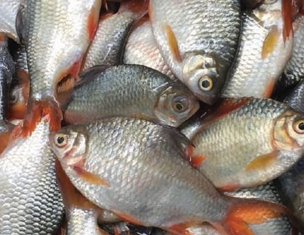 Cá he đỏ - Thủy Hải Sản Oceansix Foods - Công Ty TNHH Oceansix Foods