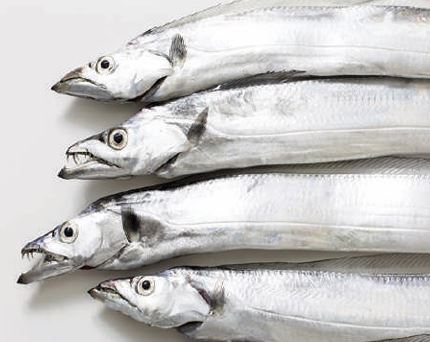 Cá hố đông lạnh - Thủy Hải Sản Oceansix Foods - Công Ty TNHH Oceansix Foods