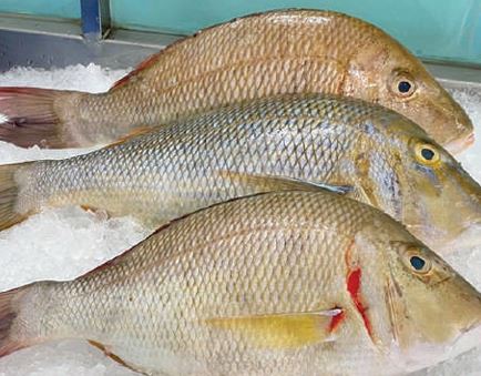 Cá hoàng đế nguyên con đông lạnh - Thủy Hải Sản Oceansix Foods - Công Ty TNHH Oceansix Foods