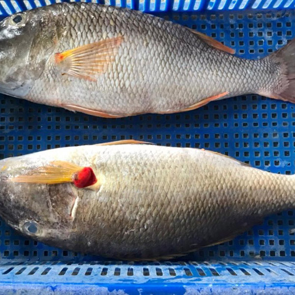 Cá hoàng đế nguyên con đông lạnh - Thủy Hải Sản Oceansix Foods - Công Ty TNHH Oceansix Foods