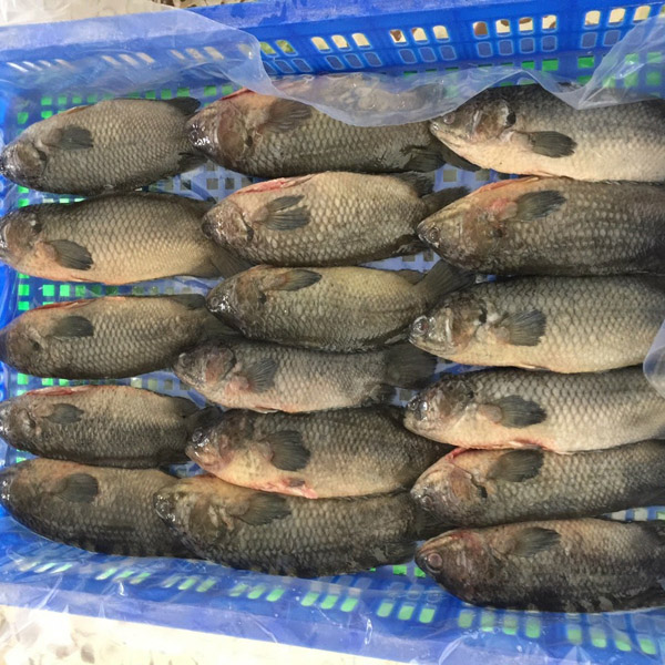 Cá koi đông lạnh - Thủy Hải Sản Oceansix Foods - Công Ty TNHH Oceansix Foods