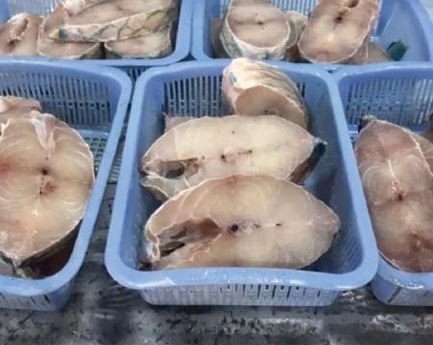 Cá mó cắt khúc đông lạnh - Thủy Hải Sản Oceansix Foods - Công Ty TNHH Oceansix Foods