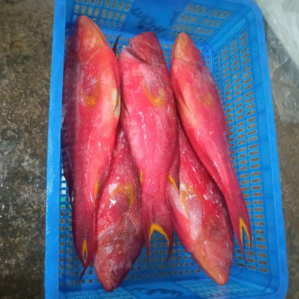 Cá mú - Thủy Hải Sản Oceansix Foods - Công Ty TNHH Oceansix Foods