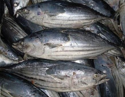 Cá ngừ vằn đông lạnh - Thủy Hải Sản Oceansix Foods - Công Ty TNHH Oceansix Foods