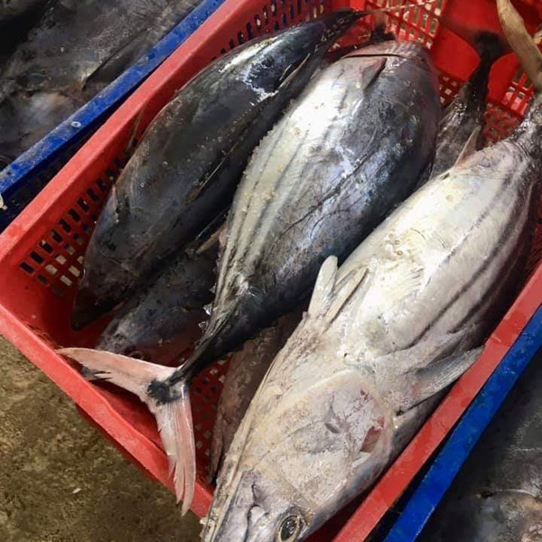 Cá ngừ vằn đông lạnh - Thủy Hải Sản Oceansix Foods - Công Ty TNHH Oceansix Foods