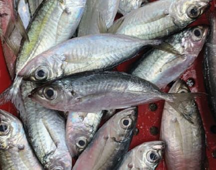 Cá nục mắt to đông lạnh - Thủy Hải Sản Oceansix Foods - Công Ty TNHH Oceansix Foods