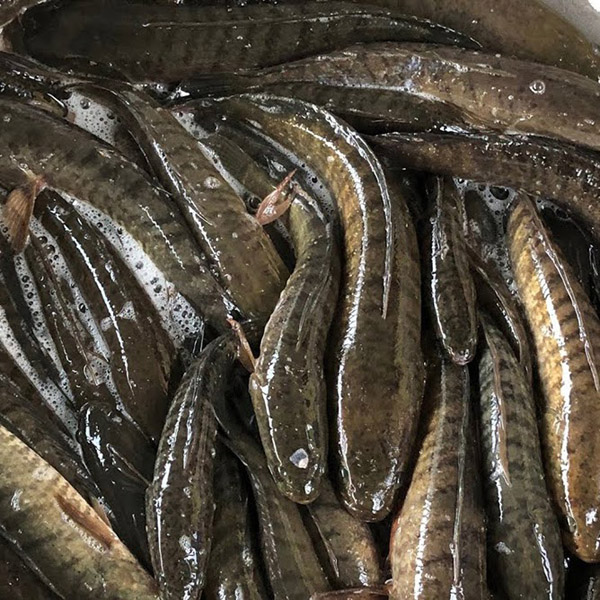 Cá quả đông lạnh - Thủy Hải Sản Oceansix Foods - Công Ty TNHH Oceansix Foods