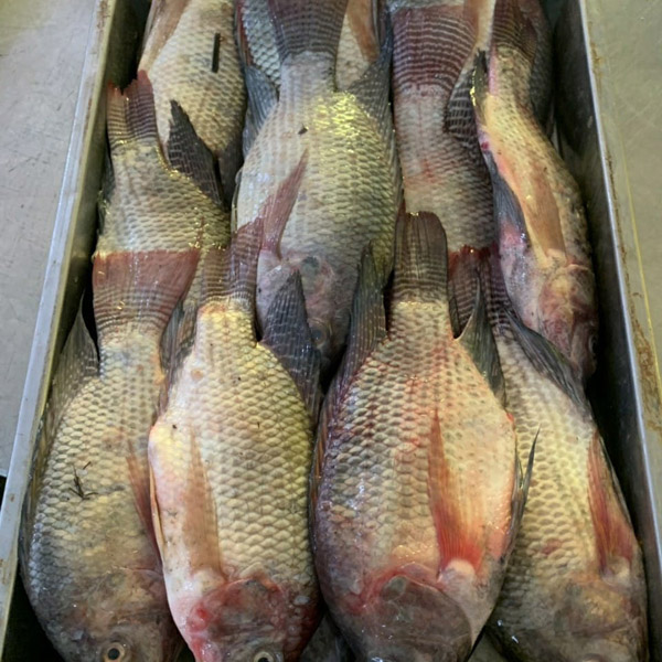 Cá rô phi đông lạnh - Thủy Hải Sản Oceansix Foods - Công Ty TNHH Oceansix Foods