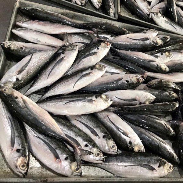 Cá sóng gió nguyên con đông lạnh - Thủy Hải Sản Oceansix Foods - Công Ty TNHH Oceansix Foods
