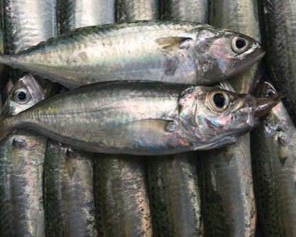 Cá thu Ấn Độ đông lạnh - Thủy Hải Sản Oceansix Foods - Công Ty TNHH Oceansix Foods