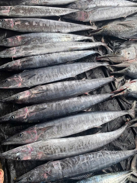 Cá thu - Thủy Hải Sản Oceansix Foods - Công Ty TNHH Oceansix Foods