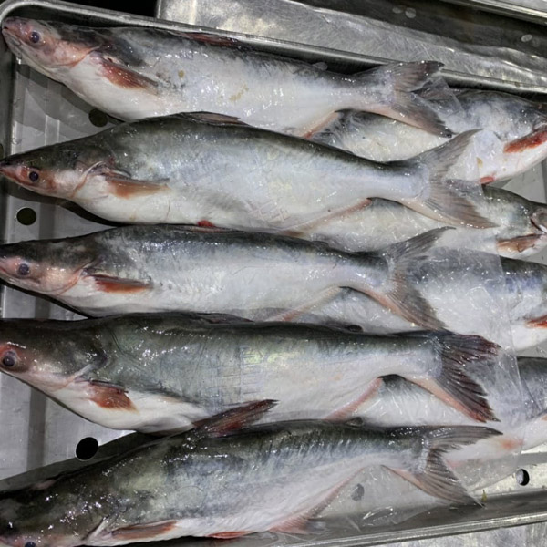 Cá tra đông lạnh - Thủy Hải Sản Oceansix Foods - Công Ty TNHH Oceansix Foods