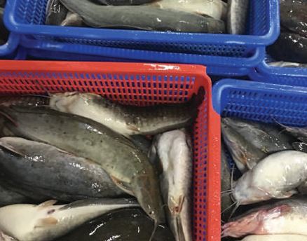 Cá trê đông lạnh - Thủy Hải Sản Oceansix Foods - Công Ty TNHH Oceansix Foods