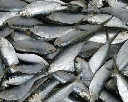 Cá trích nguyên con đông lạnh - Thủy Hải Sản Oceansix Foods - Công Ty TNHH Oceansix Foods