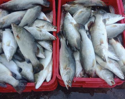 Cá vược biển đông lạnh - Thủy Hải Sản Oceansix Foods - Công Ty TNHH Oceansix Foods