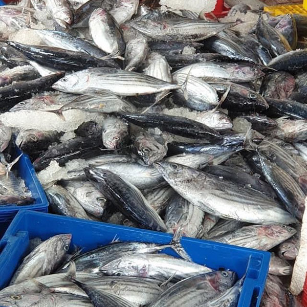 Nhà máy Oceansix Foods - Thủy Hải Sản Oceansix Foods - Công Ty TNHH Oceansix Foods