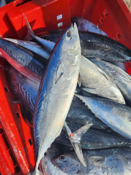 Cá ngừ bông - Thủy Hải Sản Oceansix Foods - Công Ty TNHH Oceansix Foods