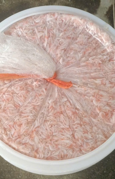 Ruốc muối - Thủy Hải Sản Oceansix Foods - Công Ty TNHH Oceansix Foods