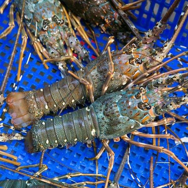 Tôm hùm bông đông lạnh - Thủy Hải Sản Oceansix Foods - Công Ty TNHH Oceansix Foods