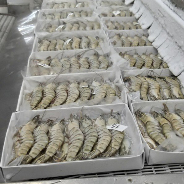 Tôm sú nguyên đầu nguyên vỏ đông lạnh - Thủy Hải Sản Oceansix Foods - Công Ty TNHH Oceansix Foods