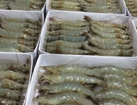 Tôm thé chân trắng đông lạnh - Thủy Hải Sản Oceansix Foods - Công Ty TNHH Oceansix Foods