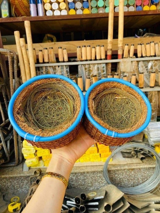 Tổ chim xơ dừa