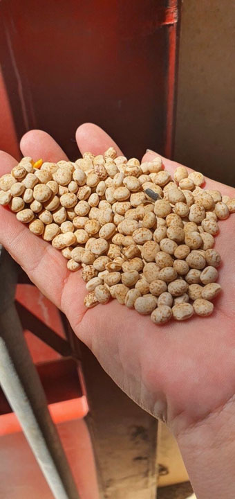 Đậu Lupin - Annam Commodity - Công Ty TNHH Xuất Nhập Khẩu Annam Commodity