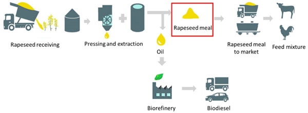 Quy trình sản xuất bã cải đắng - Annam Commodity - Công Ty TNHH Xuất Nhập Khẩu Annam Commodity