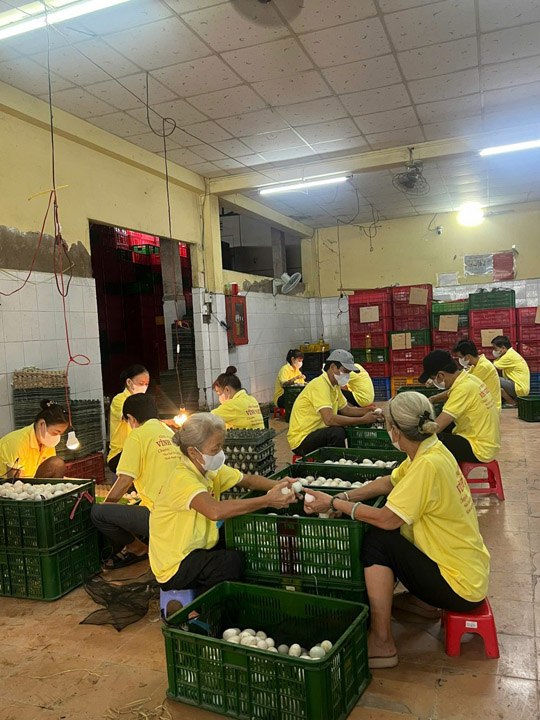 Phân loại trứng