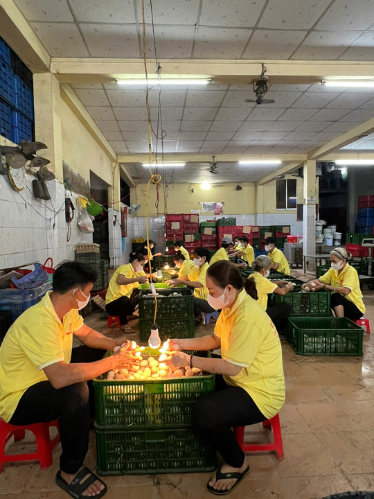 Phân loại trứng