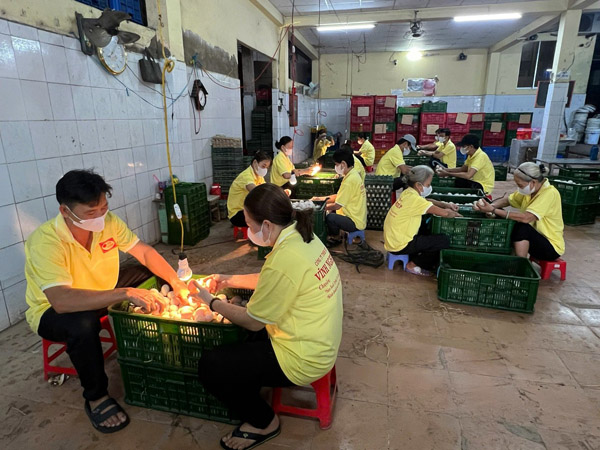 Phân loại trứng