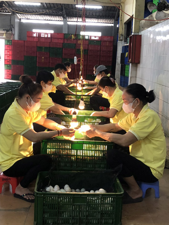 Rọi trứng