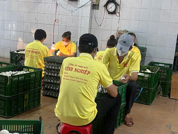 Rọi trứng