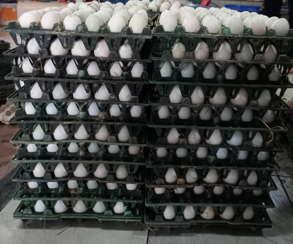 Trứng vịt tươi