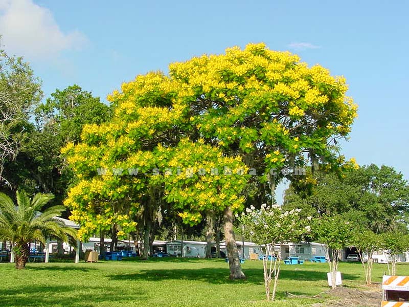 Cây bóng mát - Cây Xanh Hồng Nguyên - Doanh Nghiệp Tư Nhân Cây Xanh Hồng Nguyên