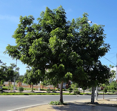 Cây bóng mát - Cây Xanh Hồng Nguyên - Doanh Nghiệp Tư Nhân Cây Xanh Hồng Nguyên