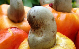Hạt điều