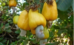 Hạt điều