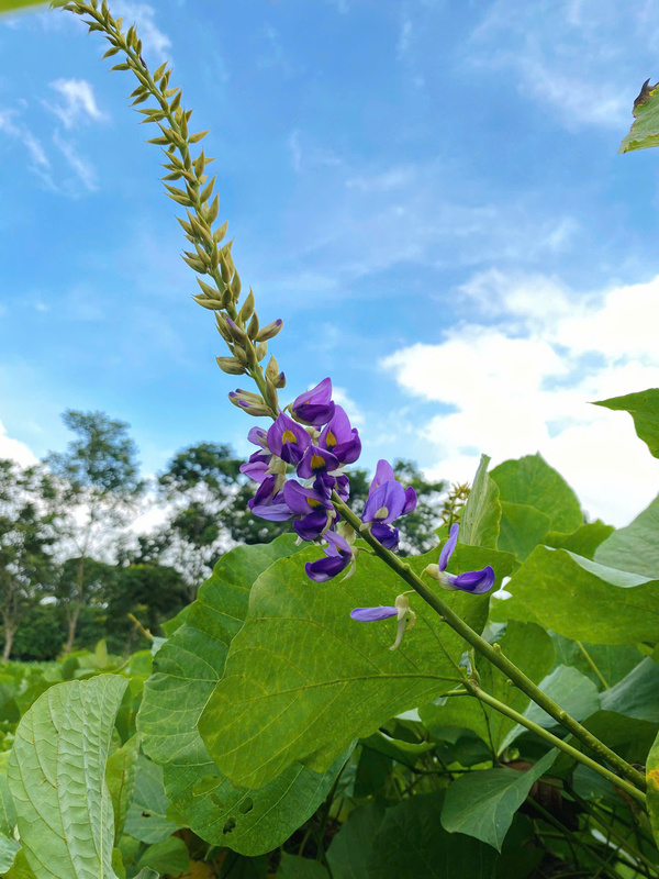 Hoa sắn dây giống ta thuần