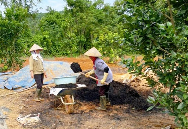 Chăm sóc cây nghệ