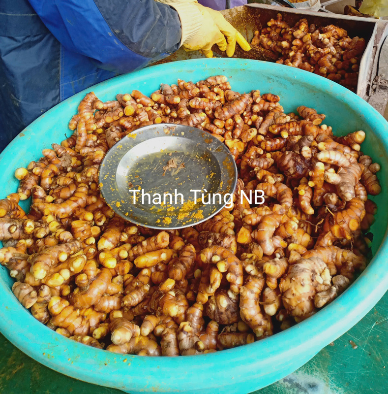 Chế biến tinh bột nghệ hữu cơ