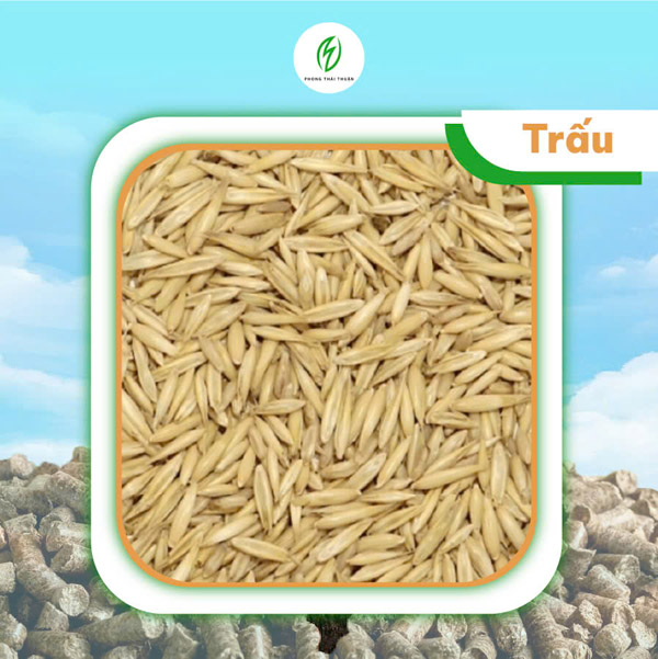 Trấu